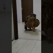 Сова Из Гарри Поттера