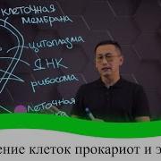 Прокариотическая Клетка