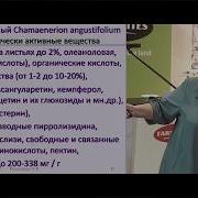 Кипрей Польза Лекция