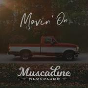 Gravel Muscadine Bloodline