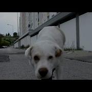 Mota Jr Firma E Familia