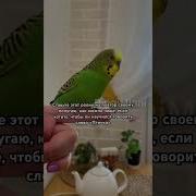 Птичка Тоша Говорит