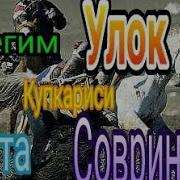 Узбекистонда Катта Купкари Катта Зотлар
