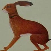 Vashti Bunyan Here