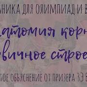 Анатомия Растений Клетки Ткани Строение Корня