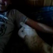 Кот Нюхает Подмышки
