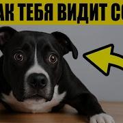 Собаки Размышляют