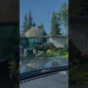 Moose Mooo