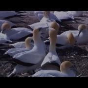 Новые Песни Майкла Джексона