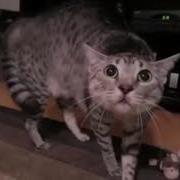 Хозяин Кота Надел Маску
