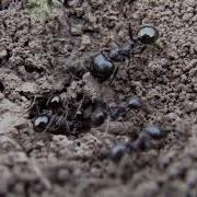 Как Муравьи Строят Муравейник Видео Крупным Планом