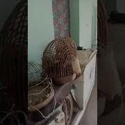 Мастак Кеклик Амирбек