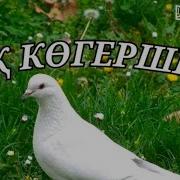 Ак Кустын Олены