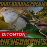 Pikat Suara Perenjak Lumut