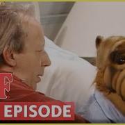 Alf Fever