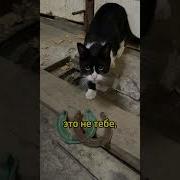 Эх Коротка Кольчужка