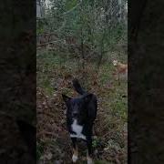 Приколы Про Собак Вставай Пошли На Охоту