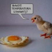 Кючека Хас Мо Кар