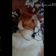 Кот С Наушниками Песня
