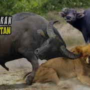 Mengerikan Pertarungan Mematikan Binatang Buas Vs Binatang Buas