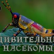В Мире Животных Тараканы