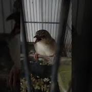 Masteran Cigun Bren Rapat Ak 47