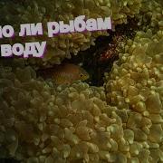 Нужно Ли Рыбам Пить Воду