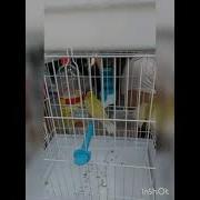 Дудочный Напев Кенар