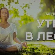 Медитация Прогулка В Лесу
