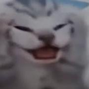 Кот Держится За Голову Орет