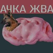 Мышка Сосиска Собачка Жевачка Кошка Картошка Куку Я Немножко