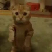 Смешной Рыжий Котенок Стоит На Задних Лапах