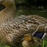 Самка Крикаша Подманивает