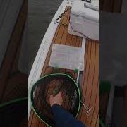 Звонок На Волю Прозвенел