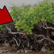 Если Увидите Это Дерево Бегите Подальше И Зовите На Помощь