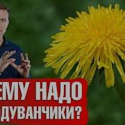 А Цветёт Крапива А Сорняк
