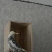 Попугай Говорит Арчи Птичка