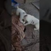 Ау Ау Ау Ау Ау Мем Собака