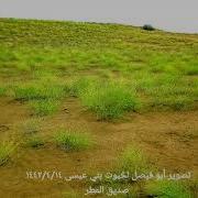 عيسى الليث ١٤٤٢