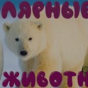 Про Северных Животных