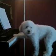Dog Playing Piano And Singing Собака Играет На Пианино И Поет