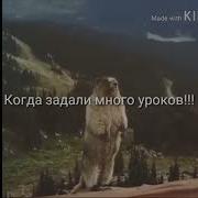 Прикол Суслик Орет Дичь