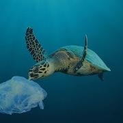 What A Waste