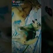 Гугл Вам Ответил Да Бублик Новая Звезда