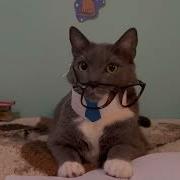 Анонс Котинет На Виндоу