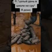 Песни От Который Понос