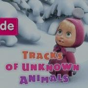 Tracks Of Unknown Animals