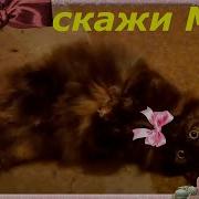 Если Ты Счастливый Котик Скажи Мяу If You Are A Happy Cat Say Meow