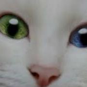 Я Кошка Гламур