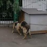 Узбек Дрочил В Лесу Парень